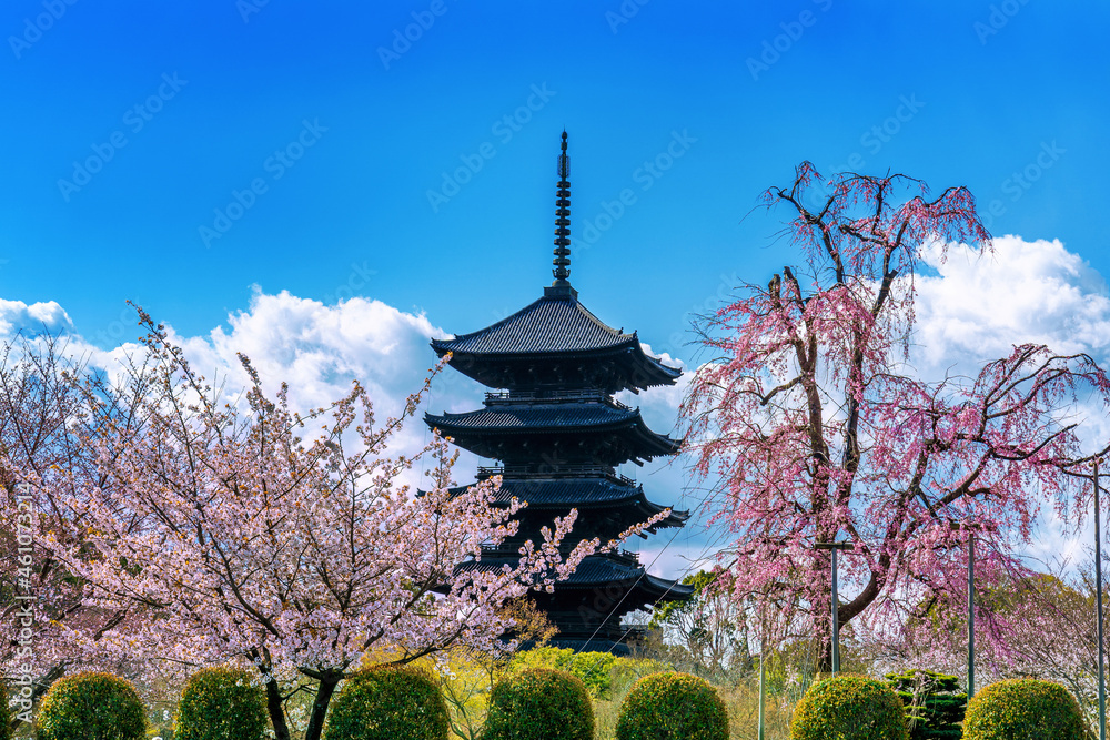 Cherry blossoms and pagoda in spring, Kyoto in Japan. Cherry blossoms and pagoda in spring, Kyoto in Japan.
