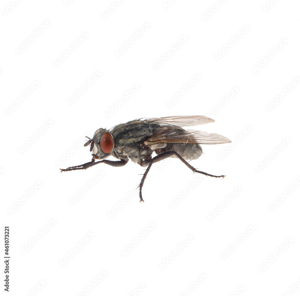 One common black fly on white background One common black fly on white background