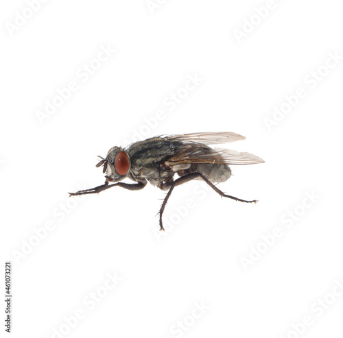 One common black fly on white background © New Africa