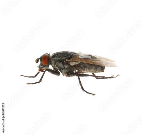 One common black fly on white background © New Africa