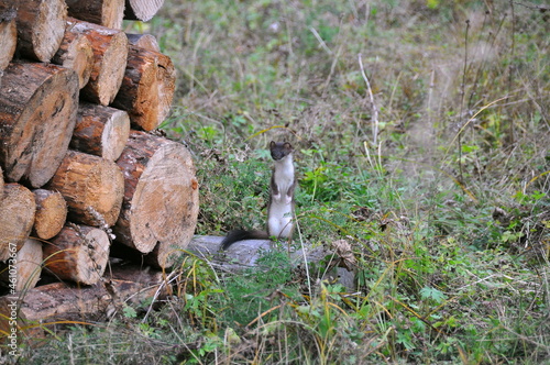 Little weasel standing near logs and looking at something in nature