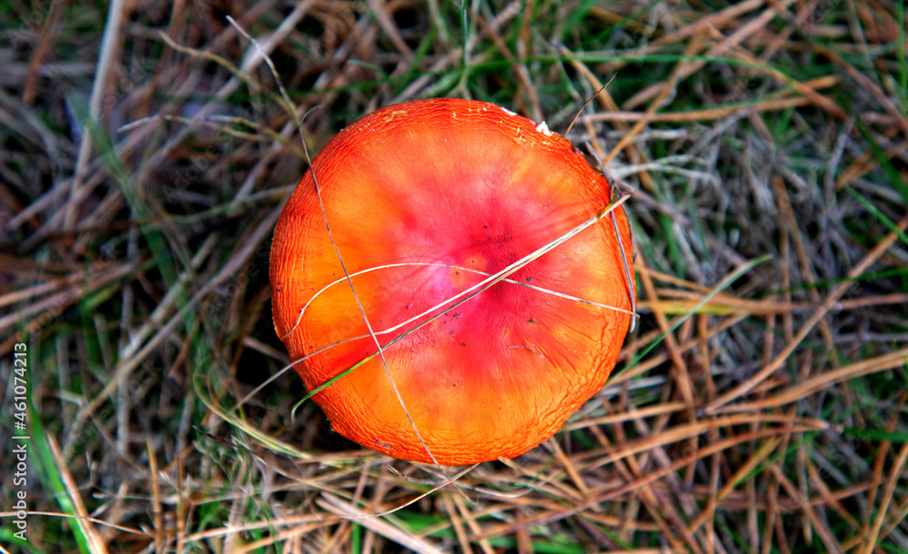 The fruiting body of a poisonous cap mushroom called the Red Fly Agaric growing in a pine grove near Fasty in Podlasie, Poland. The fruiting body of a poisonous cap mushroom called the Red Fly Agaric growing in a pine grove near Fasty in Podlasie, Poland.