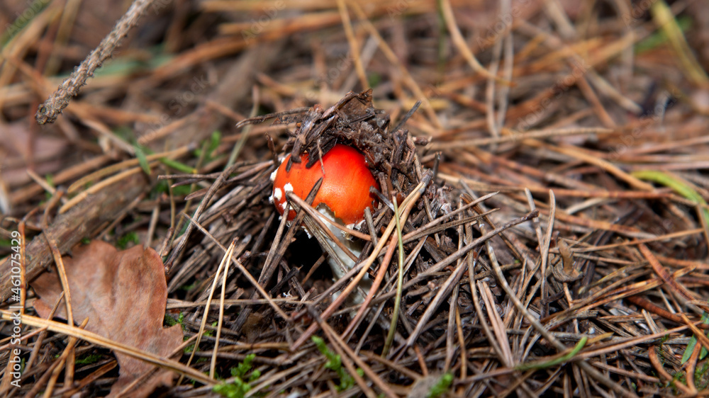 The fruiting body of a poisonous cap mushroom called the Red Fly Agaric growing in a pine grove near Fasty in Podlasie, Poland. The fruiting body of a poisonous cap mushroom called the Red Fly Agaric growing in a pine grove near Fasty in Podlasie, Poland.