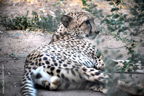 leopard taking rest  under the tree
