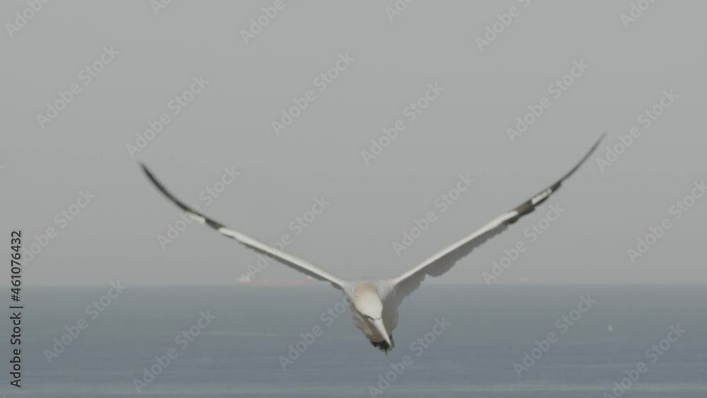 gannets in summer, heligoland - offspring and problems gannets in summer, heligoland - offspring and problems