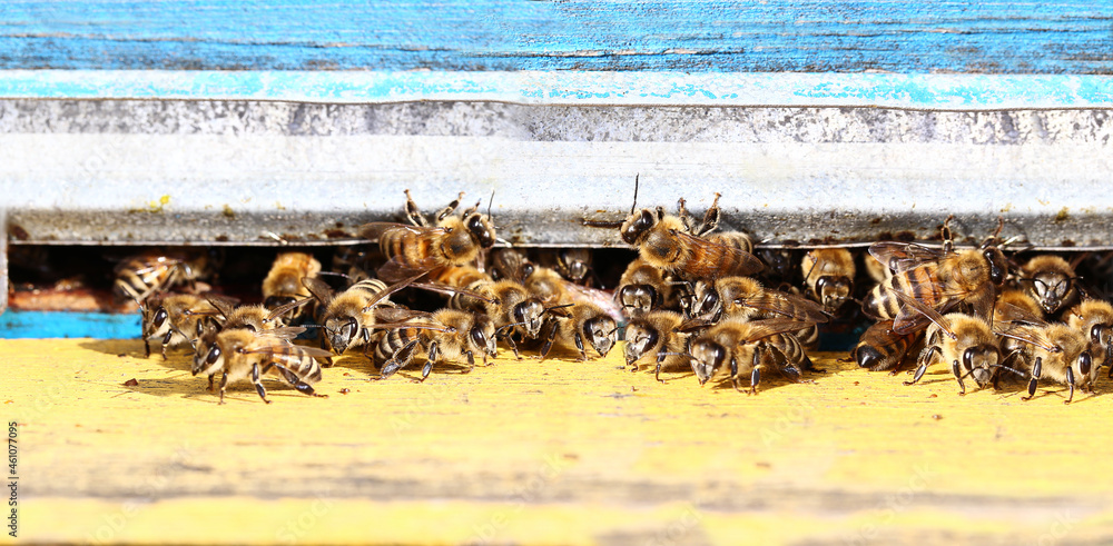 Obraz premium A large number of bees near the entrance to the hive... Some enter, others exit, and others guard. Everyone performs their own function and responsibilities...