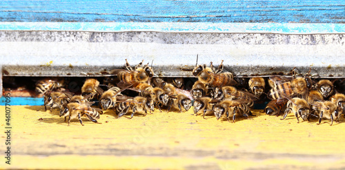 
A large number of bees near the entrance to the hive... Some enter, others exit, and others guard. Everyone performs their own function and responsibilities...