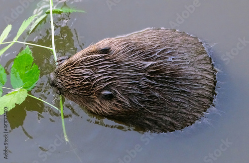 Aerial view of  beaver