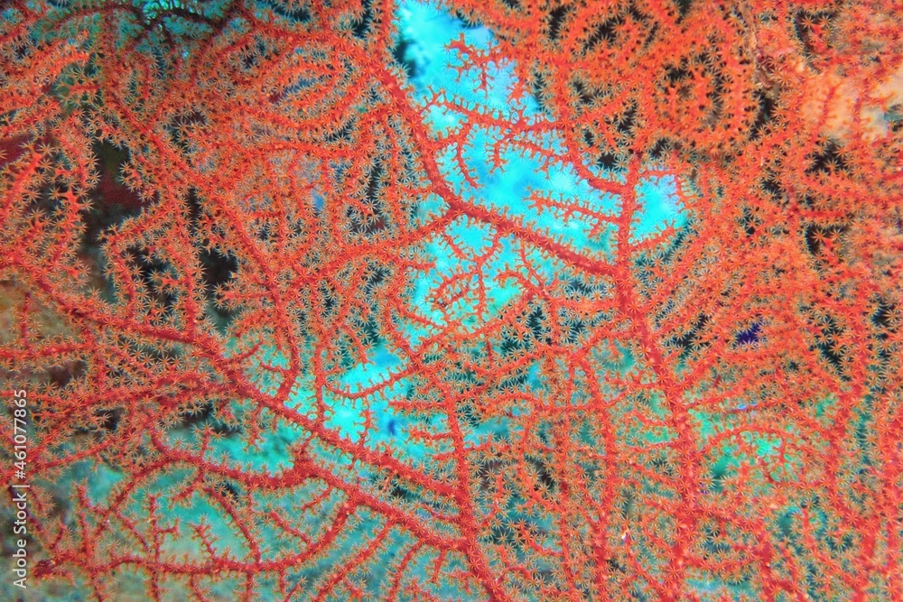 Organic texture of red fan Coral (Acabaria), Red Sea . Abstract background.