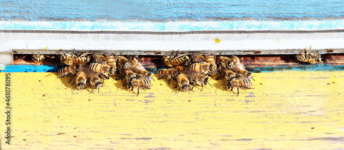 Εκτύπωση καμβά Two groups of guards at the entrance to the bee hive ..