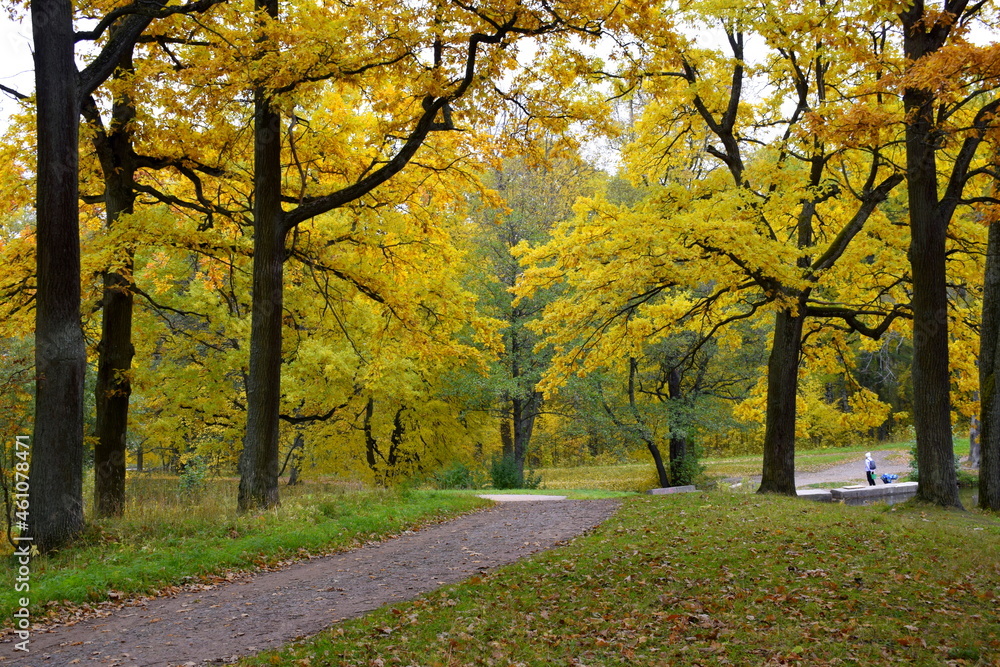 Naklejka premium autumn in the park