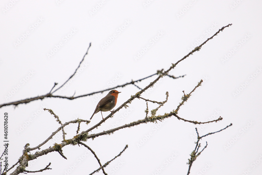 Robin Redbreast in a tree. European Robin
