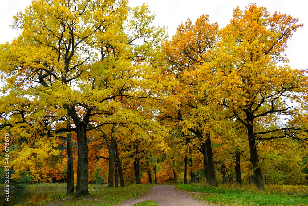 Fototapeta premium autumn in the park