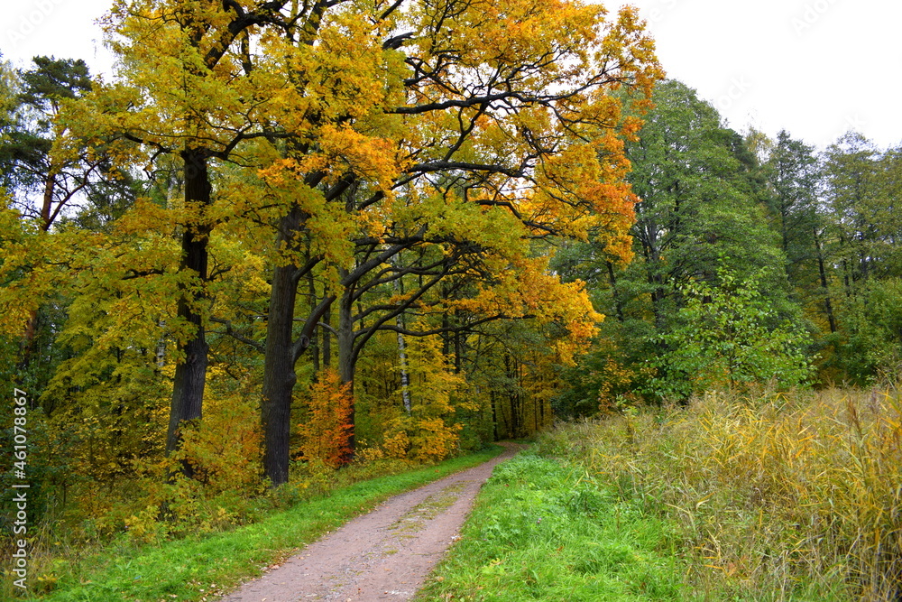 Naklejka premium autumn in the park