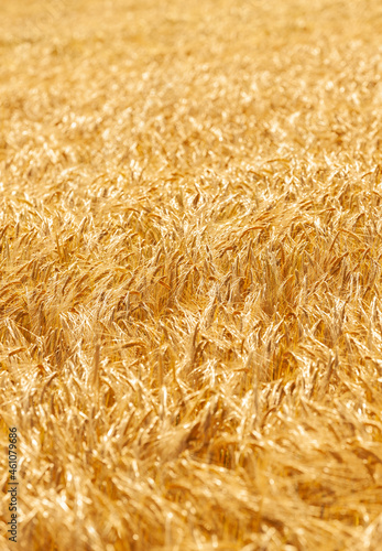 Reife Gerstenähren im Sommer in einem Getreidefeld