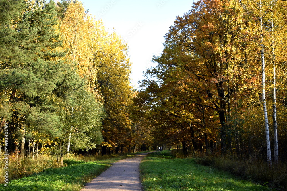Fototapeta premium autumn in the park