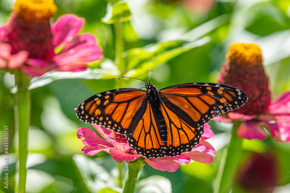 Naklejka premium Orange monarch butterfly perched on pink zinnia flower in garden