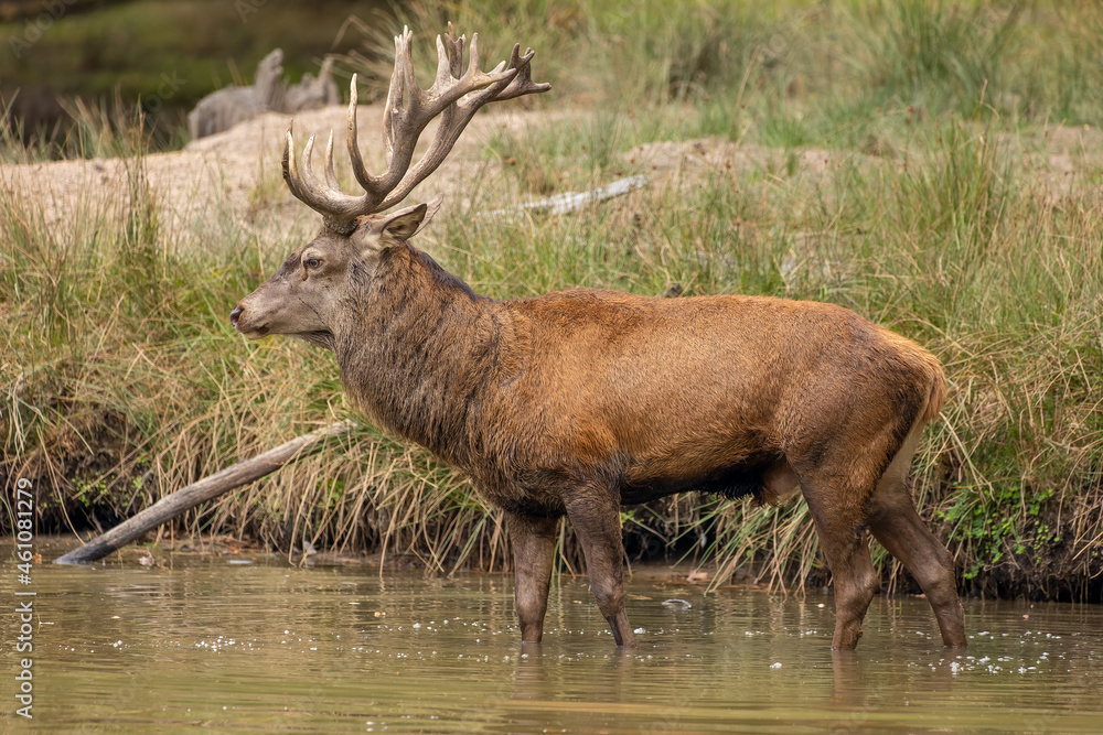 Red deer standing in a pond in a forest during rutting season at a cloudy day in autumn. Red deer standing in a pond in a forest during rutting season at a cloudy day in autumn.