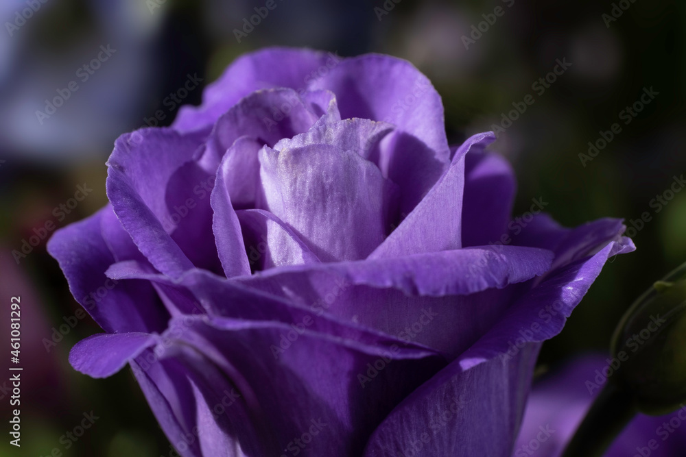 Single purple Lisianthus or Prairie Gentian flower lit by the sun. Focus on the silky surface of the petals, narrow depth of field. Background image Single purple Lisianthus or Prairie Gentian flower lit by the sun. Focus on the silky surface of the petals, narrow depth of field. Background image