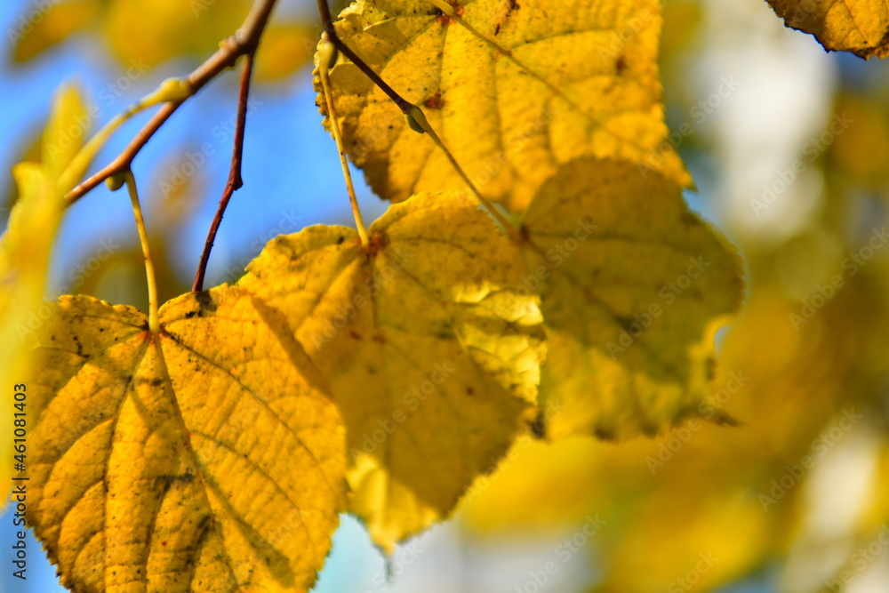 Fototapeta premium golden autumn leaves on a birch branch