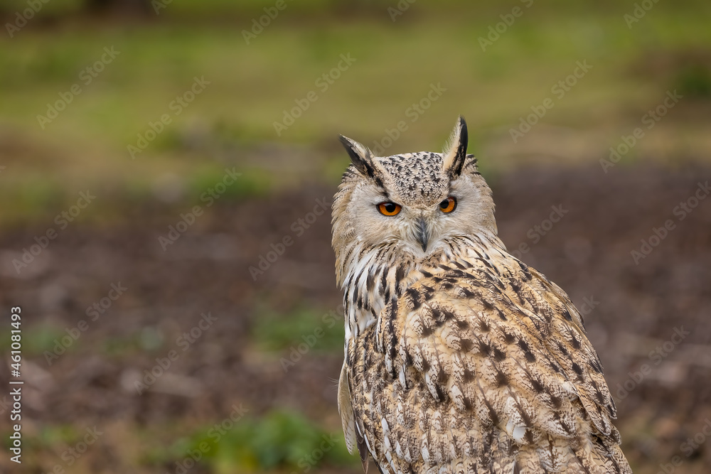 Obraz premium A portrait of an eagle owl next to a forest at a cloudy day in autumn.