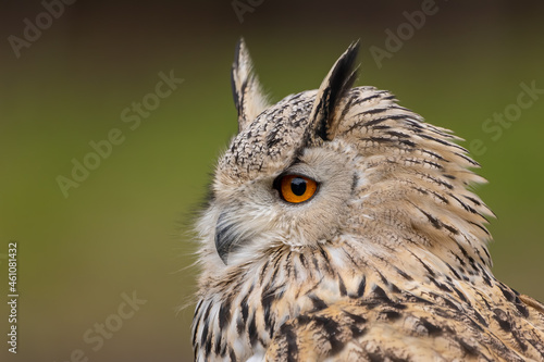 A portrait of an eagle owl next to a forest at a cloudy day in autumn.