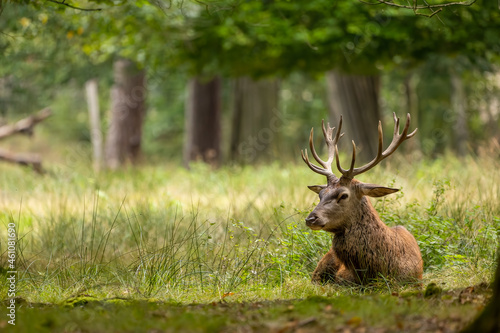 Red deer in a forest during rutting season.