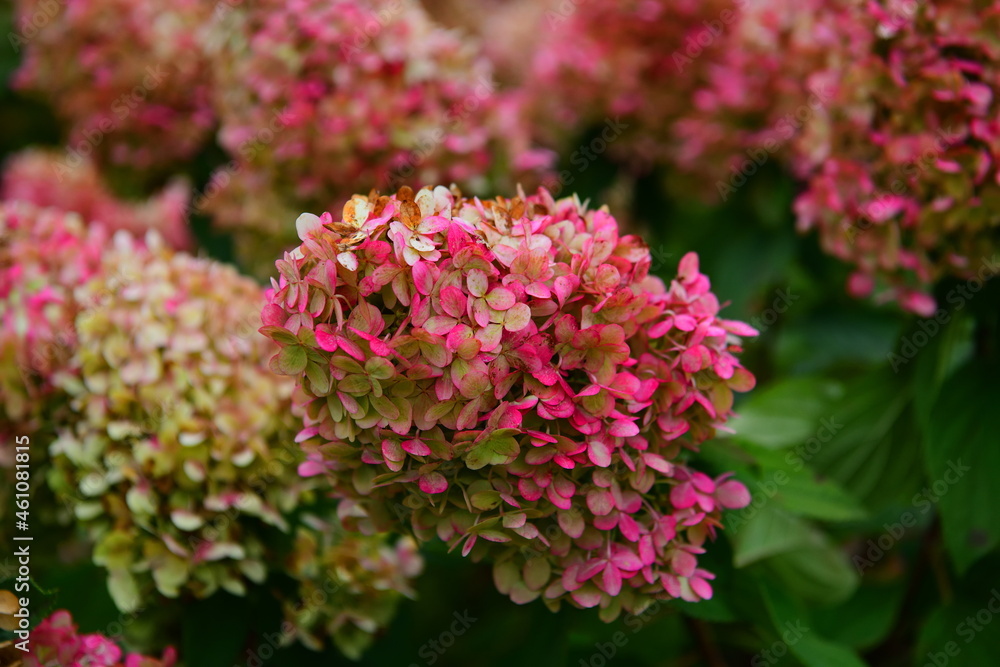 pink flowers in Alexander garden near the Kremlin in Moscow pink flowers in Alexander garden near the Kremlin in Moscow