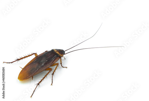cockroach isolated on white background. It's an animal in a group of insects that people hate,  diseased,  disgusting.  © irin2555
