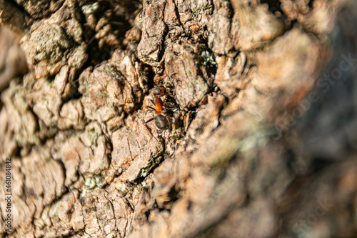 Mrówka na korze drzewa