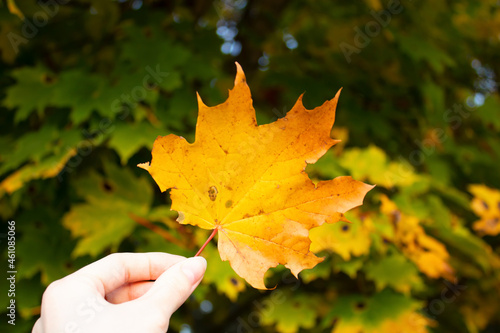 A girl holds a maple leaf against the background of a green forest.Autumn hike in the golden forest.Beautiful nature.