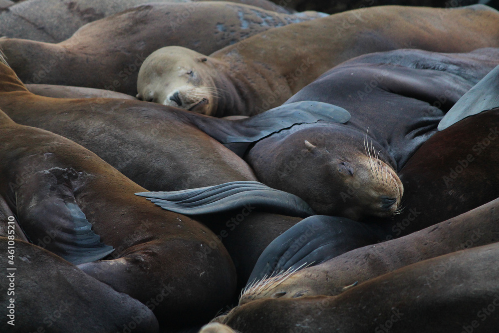 Fototapeta premium Seals on the pier