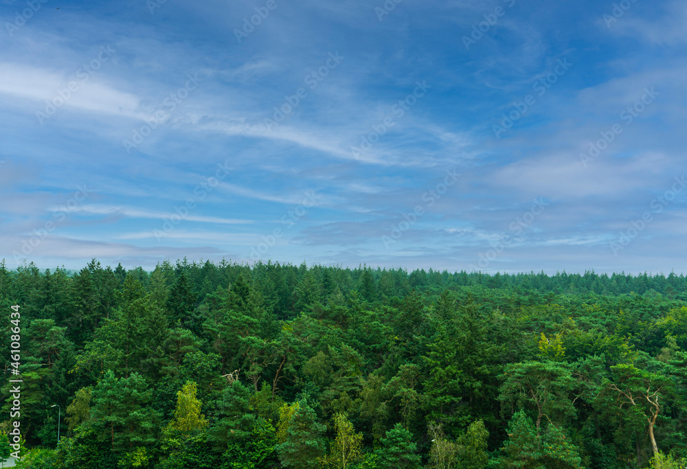 woodland landscape. greens. clean Air