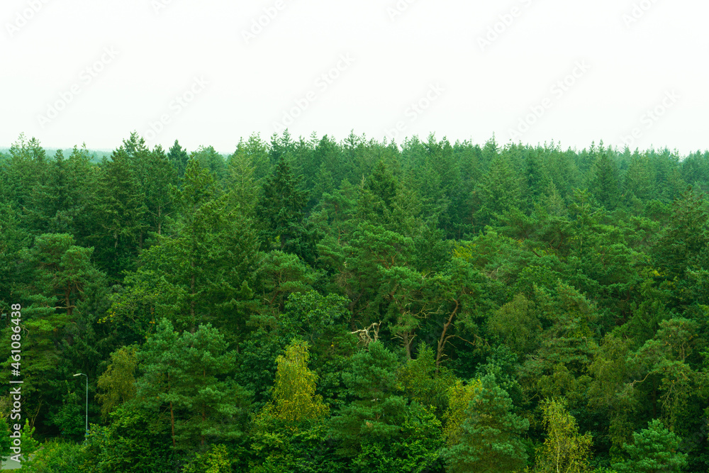 woodland landscape. greens. clean Air woodland landscape. greens. clean Air