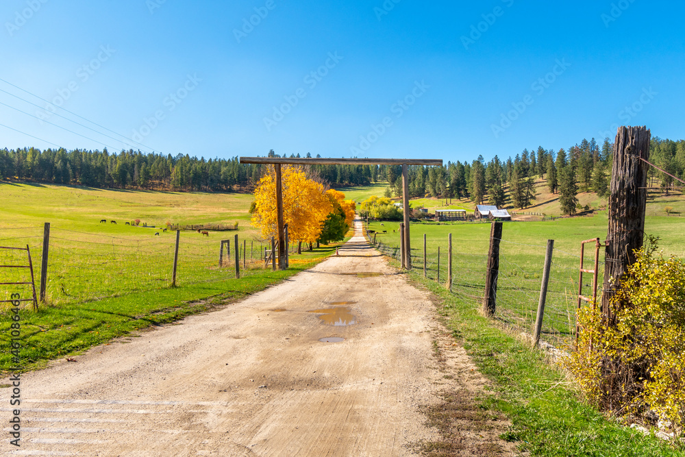 A dirt driveway or path lined with autumn color trees at a ranch or farm in the hills of Green Bluff, Washington, USA.