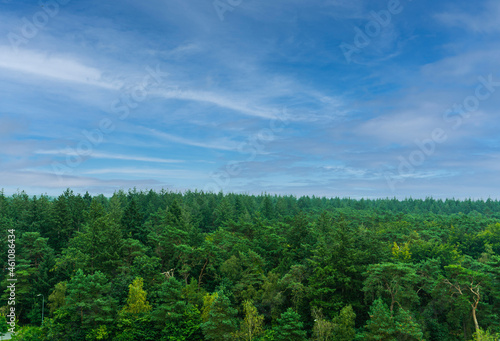 woodland landscape. greens. clean Air