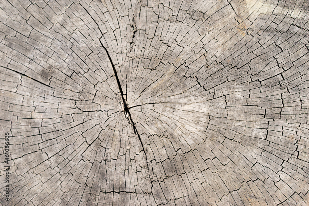 Fototapeta premium Old bright wood texture background surface with natural pattern