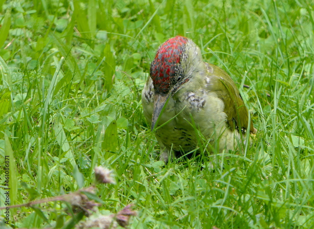 Obraz premium Grünspecht auf einer Wiese