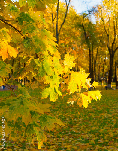 Colorful autumn tree leaves...