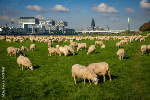 grasende Schafherde auf den Poller Wiesen in Köln photo