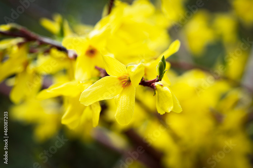 Spring background. Bright yellow spring flowers