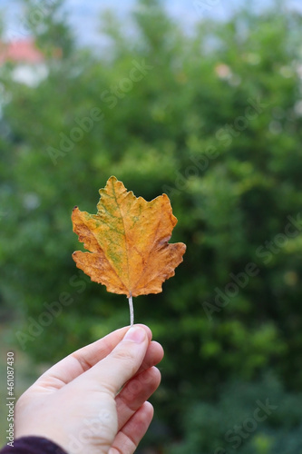 Hand holding colorful fallen autumn leaf in nature. Selective focus.
