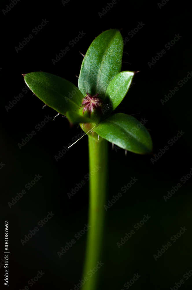 Obraz premium hoja, flor, hormiga, abeja, mosca, amarillo, azul, verde, celeste, colores, fauna, naturaleza, paisaje ecología