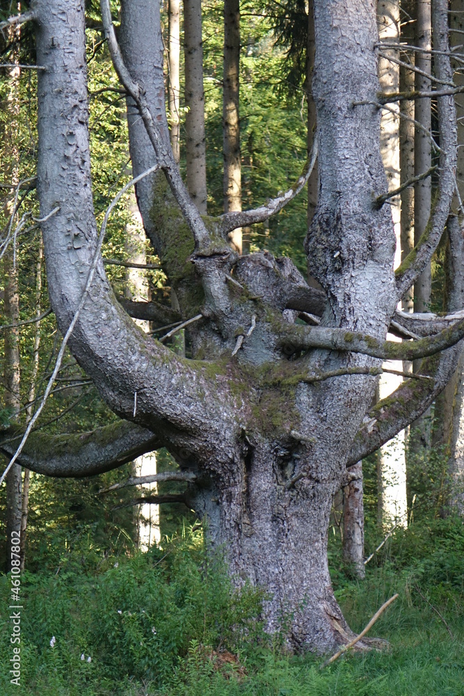 Obraz premium Tree with a lot of bifurcations, Ludwigswinkel, Fischbach, Germany 