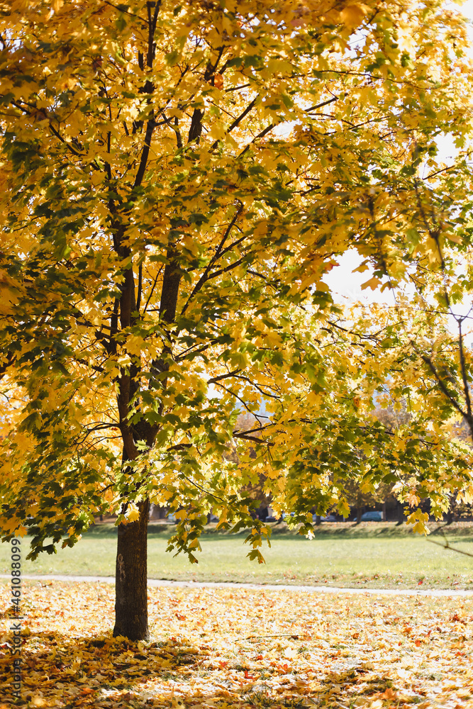 picturesque autumn park with yellow foliage on the trees