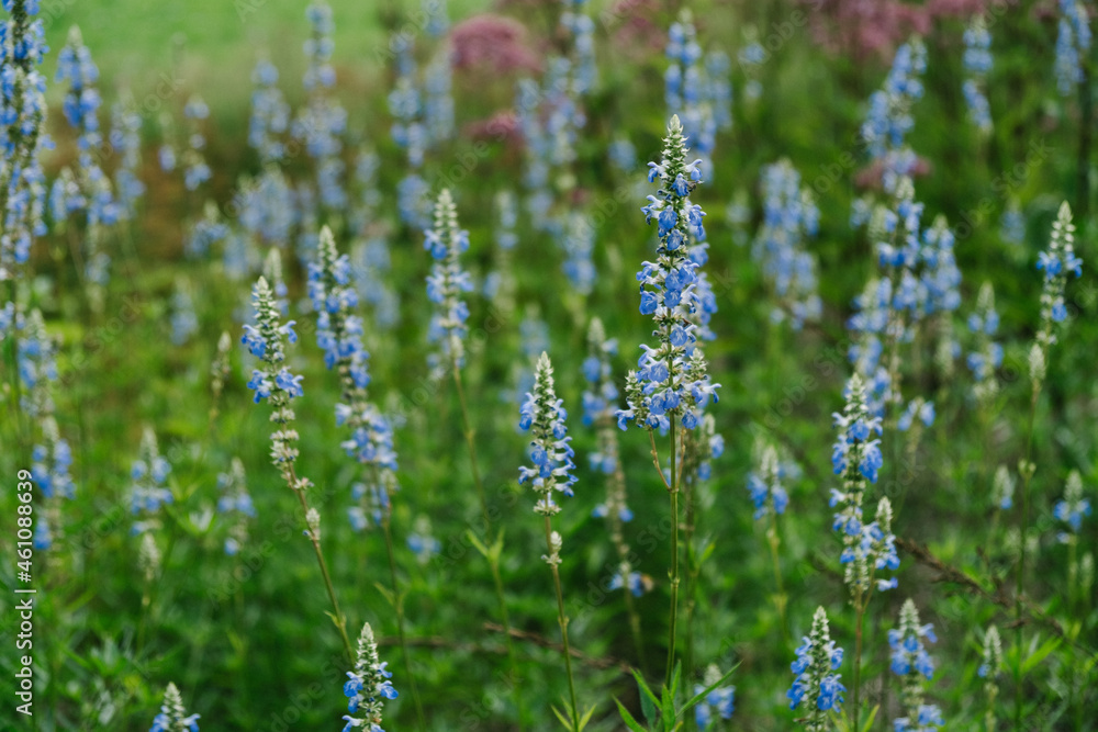 Obraz premium Close up of blue wildflower in a forest meadow.