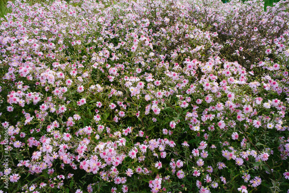 Overview of pink wildflower field.