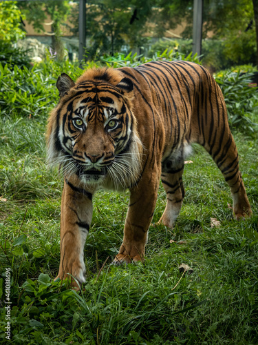 Closeup of a bengal tiger looking at the camera. 