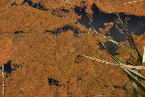 Liether Kalkgrube - Schleswig-Holstein - Deutschland - Grüner Laubfrosch im Tümpel / Teich photo