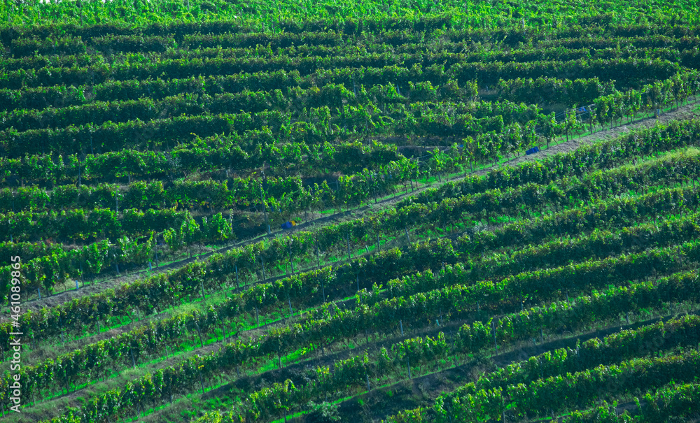 Vineyards for the production of Txakoli in the Talaia mountain, town of Zarautz, Basque Country. Vineyards for the production of Txakoli in the Talaia mountain, town of Zarautz, Basque Country.
